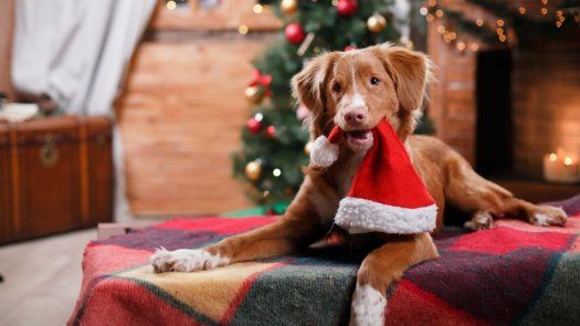 El chocolate, el enemigo número uno de los perros en Navidad
