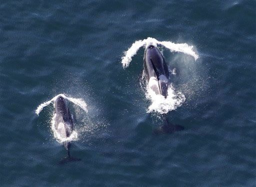 Una veintena de orcas negras fallecen al varar en playa al sur de Chile