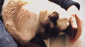 Ricky Gervais se despide de su adorada gata Ollie en las redes sociales