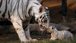 Países con tigres acuerdan preservar hábitats