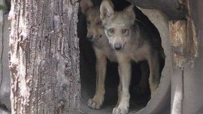 Nacen en zoo ocho crías de lobo mexicano, una especie amenazada