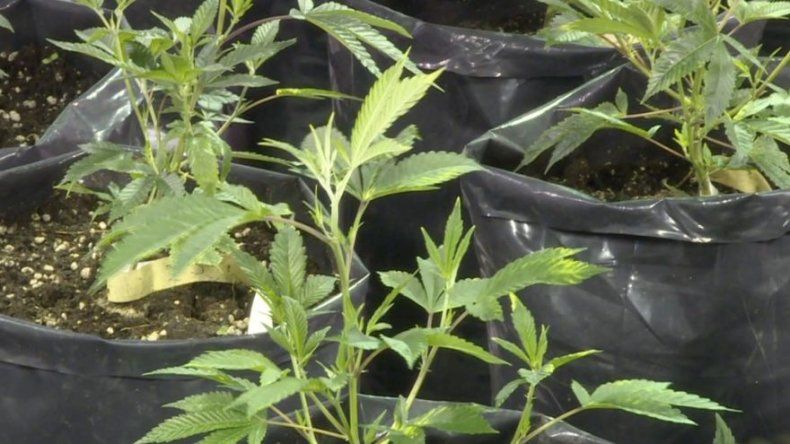 Subcomisión de la AN analiza legalización del cannabis medicinal