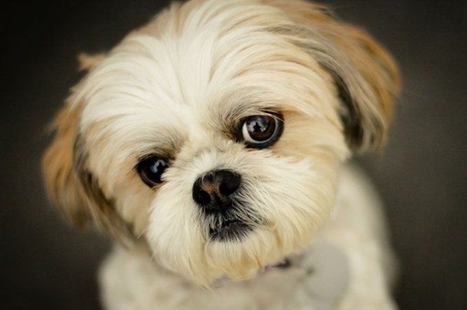 La tercera mejor raza de perros para tener en apartamentos