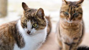 ¿Cómo lograr que dos gatos se lleven bien?