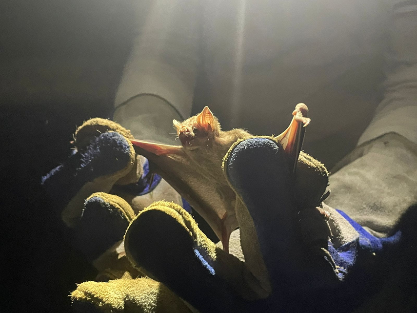 MIDA realiza jornada de prevención de la rabia en bovina