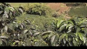 Reportaje: Café colombiano