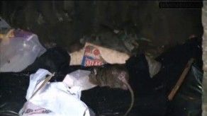 Proliferación de ratas en San Miguelito