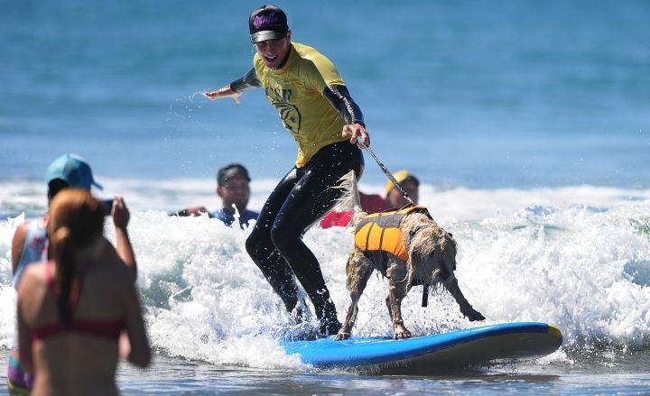 Concurso Anual de Perros Surfistas