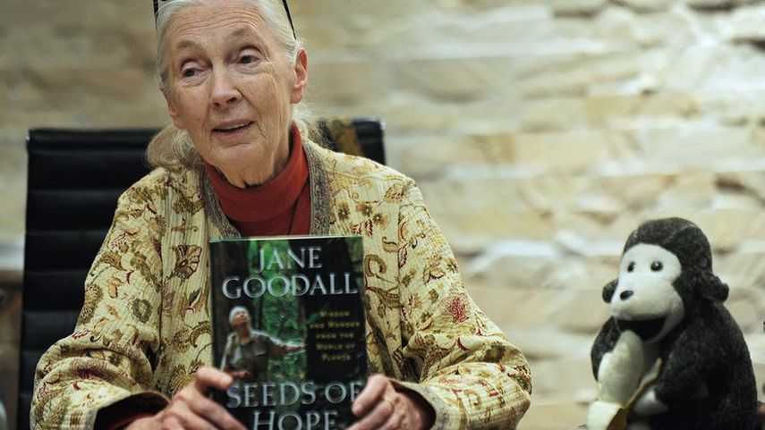 Primatóloga Jane Goodall advierte que los grandes simios están en peligro de extinción