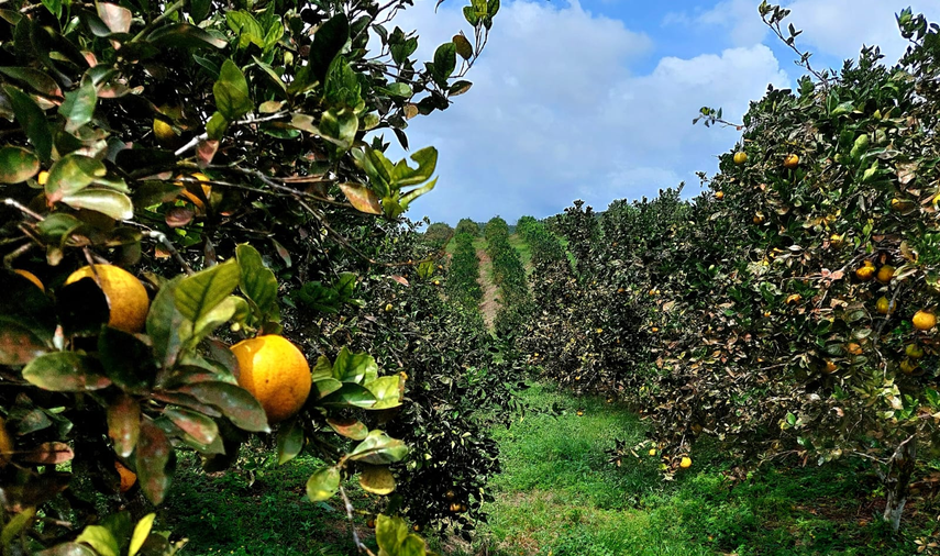 Coclé producirá más de 15 millones de naranja de Valencia Roja&nbsp;