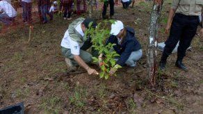 Miles de panameños participan del Segundo Gran Día Nacional de Reforestación