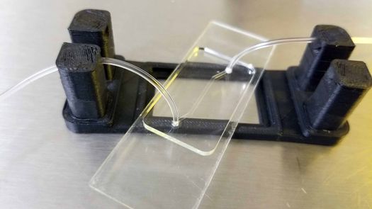 Crean el primer hígado en un chip de Latinoamérica Crean el primer hígado en un chip de Latinoamérica