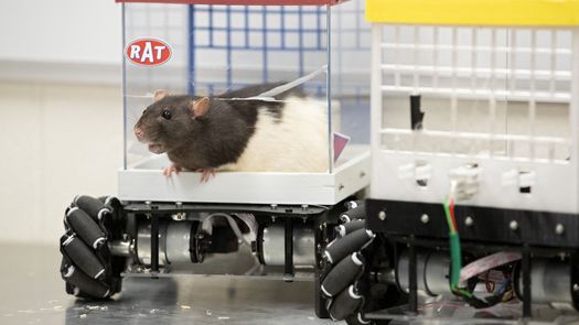 Ratas chófer, un nuevo enfoque para la salud mental