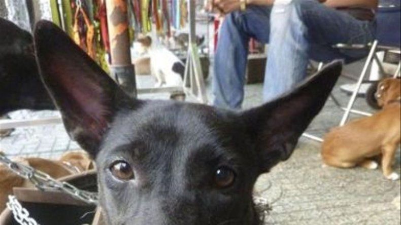 El secuestro de mascotas, un negocio lucrativo en Vietnam