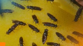 Mosca podría ayudar a reducir los desechos orgánicos en Panamá