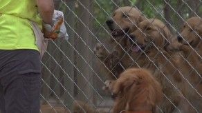 La fiesta de la carne de perro en China, víctima colateral del coronavirus