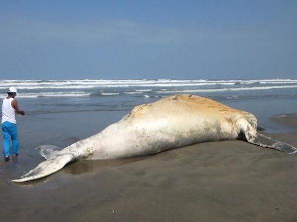 Publican genoma de ballenas boreales, resistentes a envejecimiento