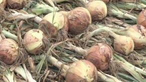 Unos 15 mil quintales de cebolla para evitar desabastecimiento Unos 15 mil quintales de cebolla para evitar desabastecimiento