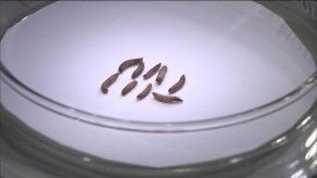 Investigadores de la UP reiteran que hay presencia del gorgojo copra en Panamá