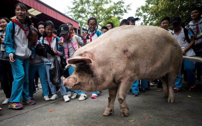 Un museo local cerca de la ciudad de Chengdu adquirió el animal por 3.008 yuanes (450 dólares) y lo conservó como una atracción turística hasta el final de sus días.