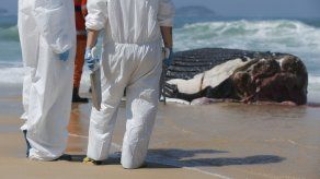 MiAmbiente reporta hallazgo de ballena jorobada muerta&nbsp;