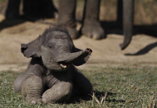 ONU posterga plan de comercio de colmillos de elefante