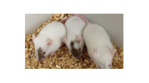 Rata japonesa con flexibilidad sexual puede derivar en macho o hembra