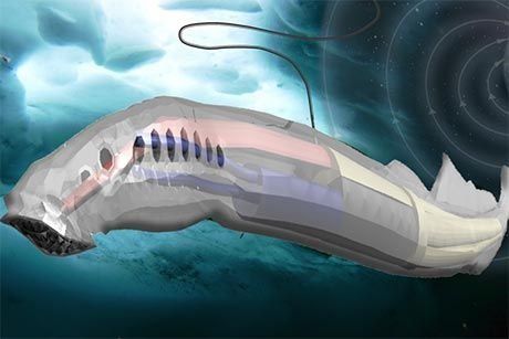 Crean un pez robótico con un sistema vascular sintético