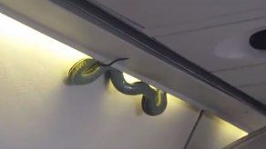 Serpiente se cuela en un avión de México
