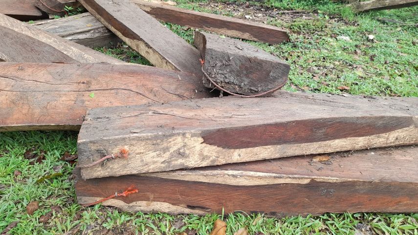 Madera de árbol cocobolo ubicada en Parque Nacional Soberanía.