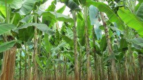 Colombia en alerta por posible presencia del mal de Panamá en zona bananera