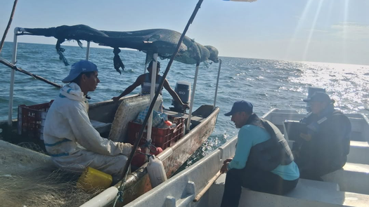 Inicia la primera temporada de pesca de camarón 2026. Inicia la primera temporada de pesca de camarón 2026.