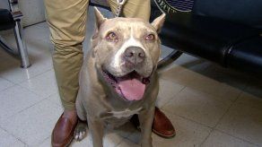 Diputado Ortega habla del proyecto de ley sobre perros de razas potencialmente peligrosas