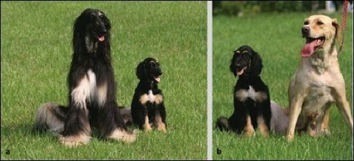 Primer perro clonado del mundo va a reproducirse
