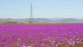 La lluvia convierte el desierto de Atacama en un jardín florido