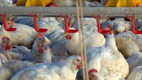 Fortalecen vigilancia avícola para evitar influenza aviar