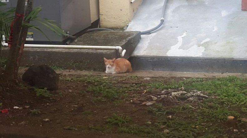 UP anuncia jornada de adopción de gatos este miércoles ante sobrepoblación