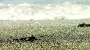 Tortugas marinas en Isla de Cañas