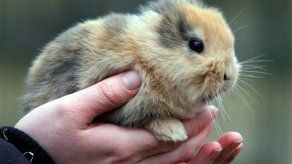 Fama le cuesta la vida a conejo sin orejas en Alemania