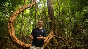 Investigadores panameños descubren la Liana