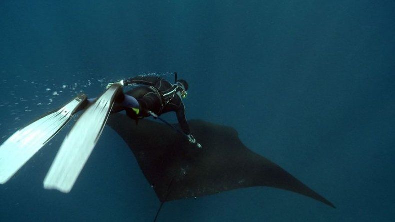 Científicos colocan marca satelital a ballena azul y mantarrayas en Galápagos