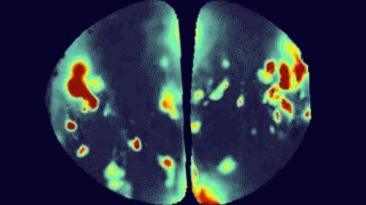 Científicos implantan olores sintéticos en cerebro de ratones