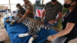 Recuperado de sus heridas por las llamas
