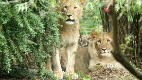 Piden investigar sacrificio de león en zoológico alemán