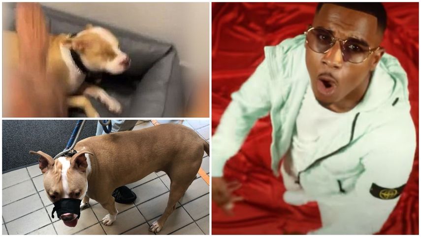 Le fueron decomisados dos perros a Timal.