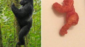 Cheeto similar a gorila Harambe se subasta en 100.000 dólares