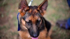 Proponen en Nicaragua que atropellar a un perro y huir sea delito grave