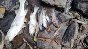 Cortesía/Miambiente Cortesía/Miambiente