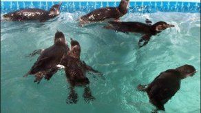 Rescatan decenas de pingüinos con restos de petróleo en costa argentina