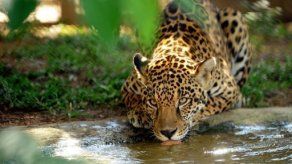 Reportaje: Salvando a un jaguar en la sabana de Brasil